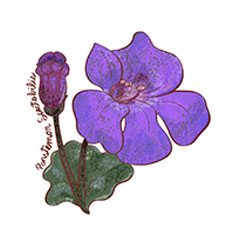 Purple flower sticker